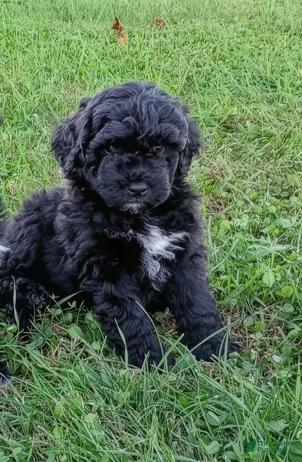 Mini Goldendoodle dogs Mountain Goldendoodle - Jordon - Ad 1