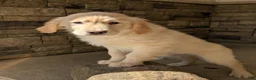Golden Retriever dogs for sale: Charlie  - Ad 3