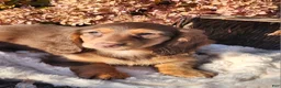 Miniature Dachshund dogs for sale: Dolly - Ad 13