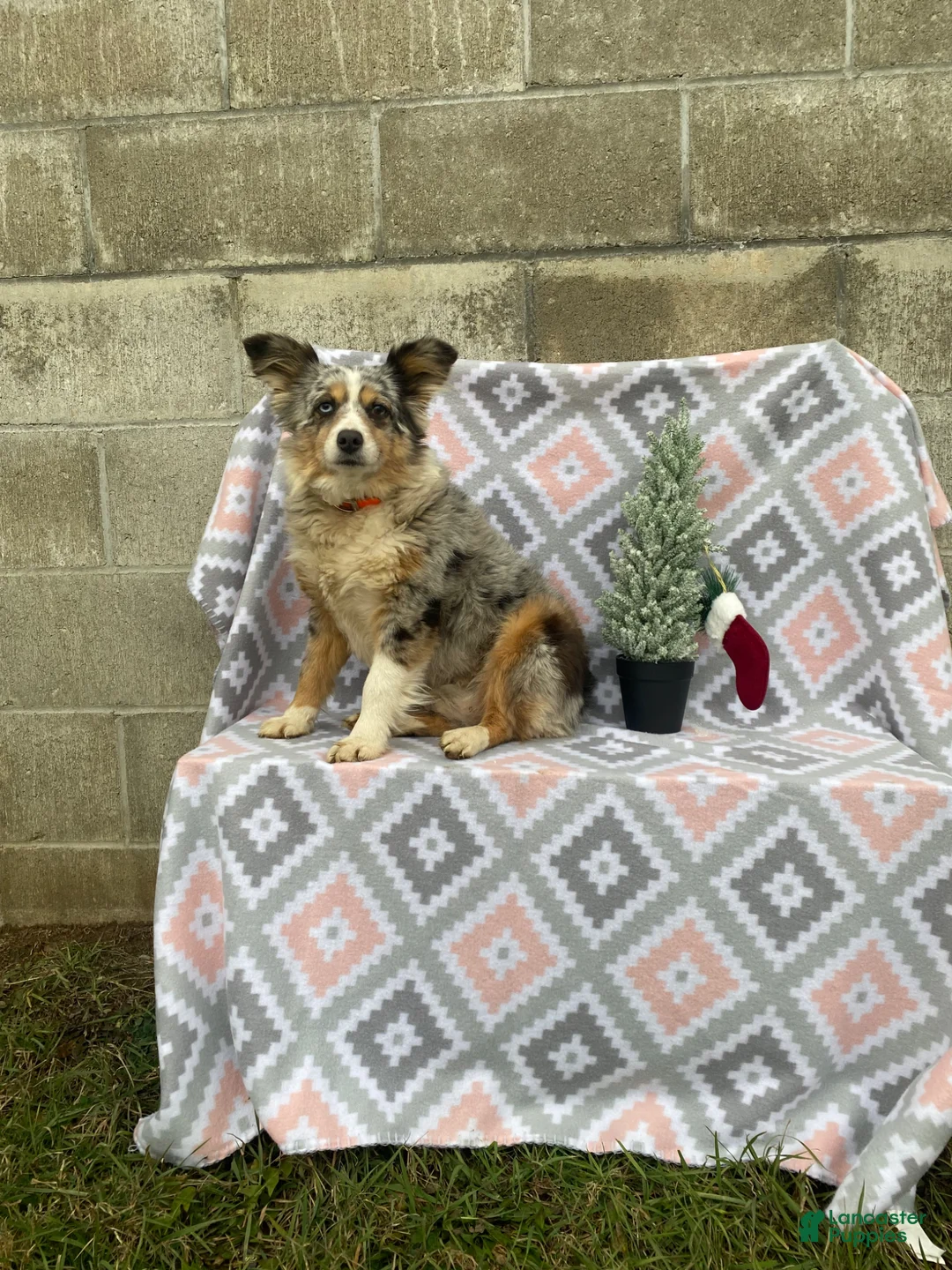 Gallery Image {{count}}