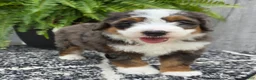 Mini Bernedoodle dogs for sale: Mini Jax - Ad 4