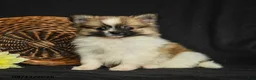 Pomeranian dogs for sale: Logan - Ad 2