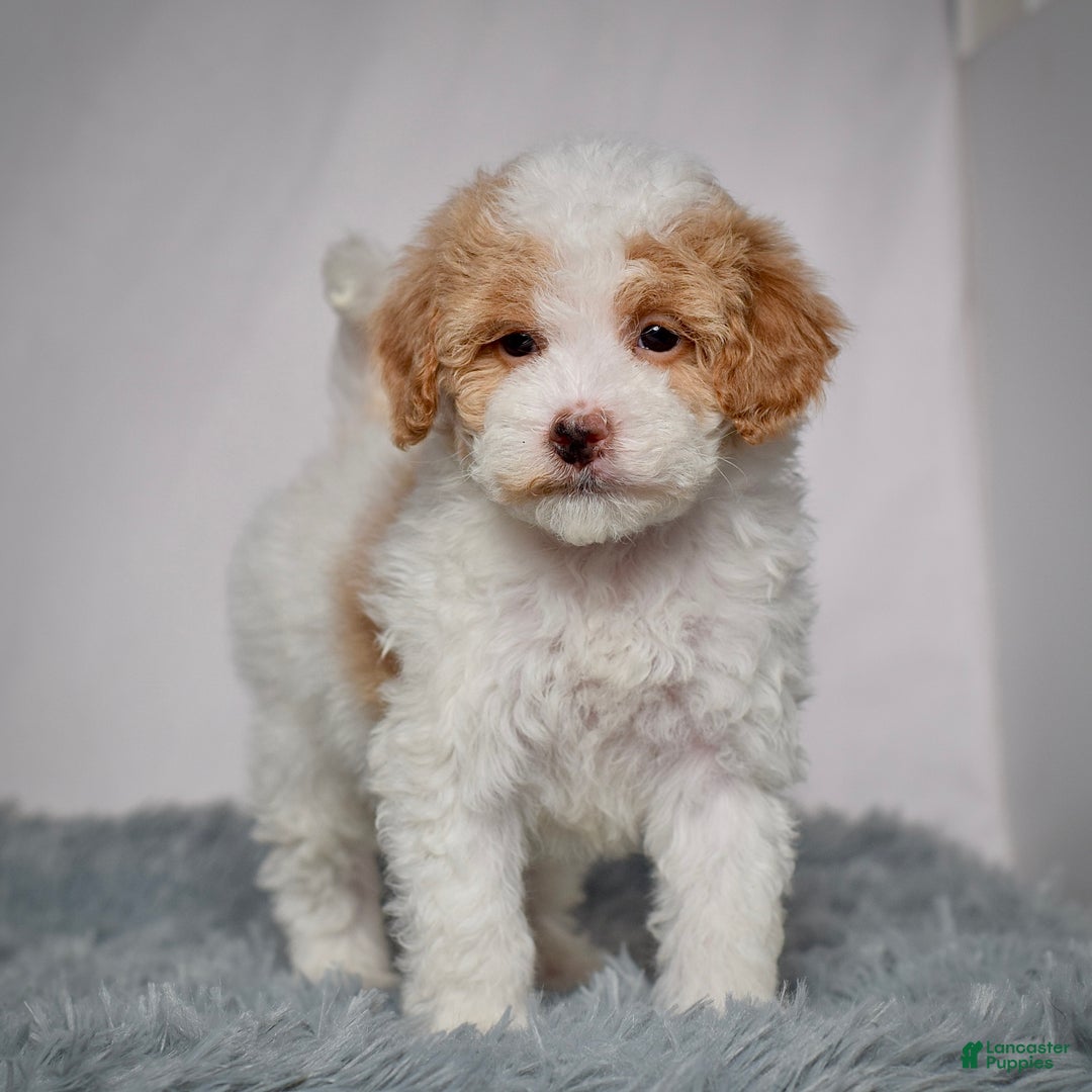 Mini Goldendoodle dogs for sale: Ms. Regan - Ad 5
