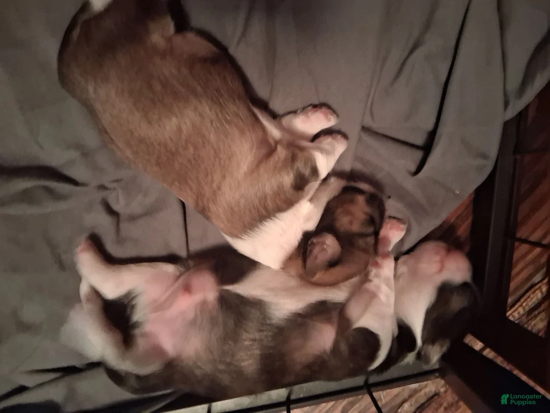 Shih Tzu dogs for sale: Shih Tzu 3 - Ad 1