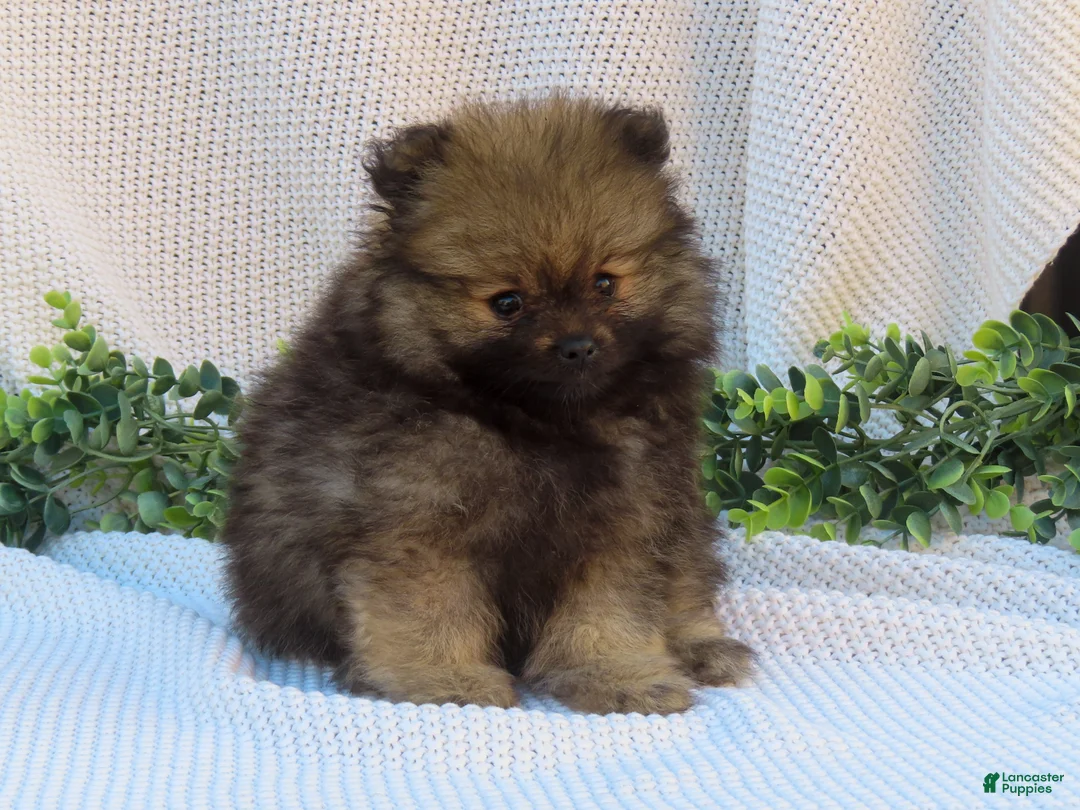 Pomeranian dogs for sale: Polly 🐾🌸 - Ad 1