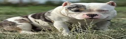 American Bully dogs for sale: Snoopy  - Ad 3