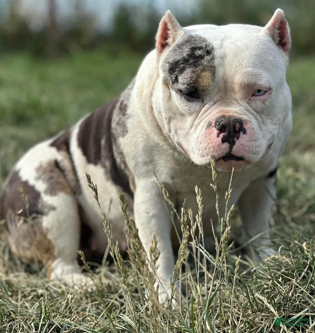 American Bully dogs for sale: Snoopy  - Ad 3
