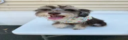 Miniature Schnauzer dogs for sale: Miniature Schnauzer Puppy 1 - Ad 10