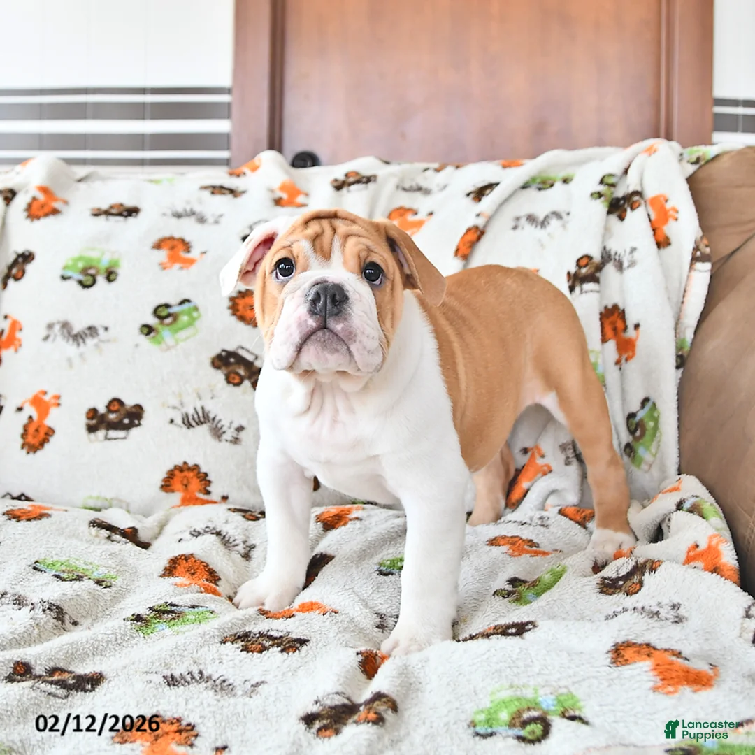 English Bulldog dogs for sale: Daisy - Ad 2