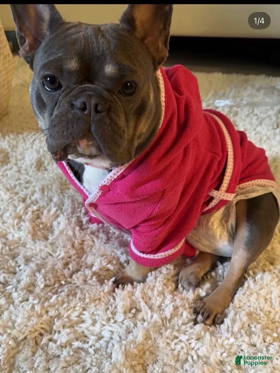 French Bulldog dogs for sale: Baby - Ad 8
