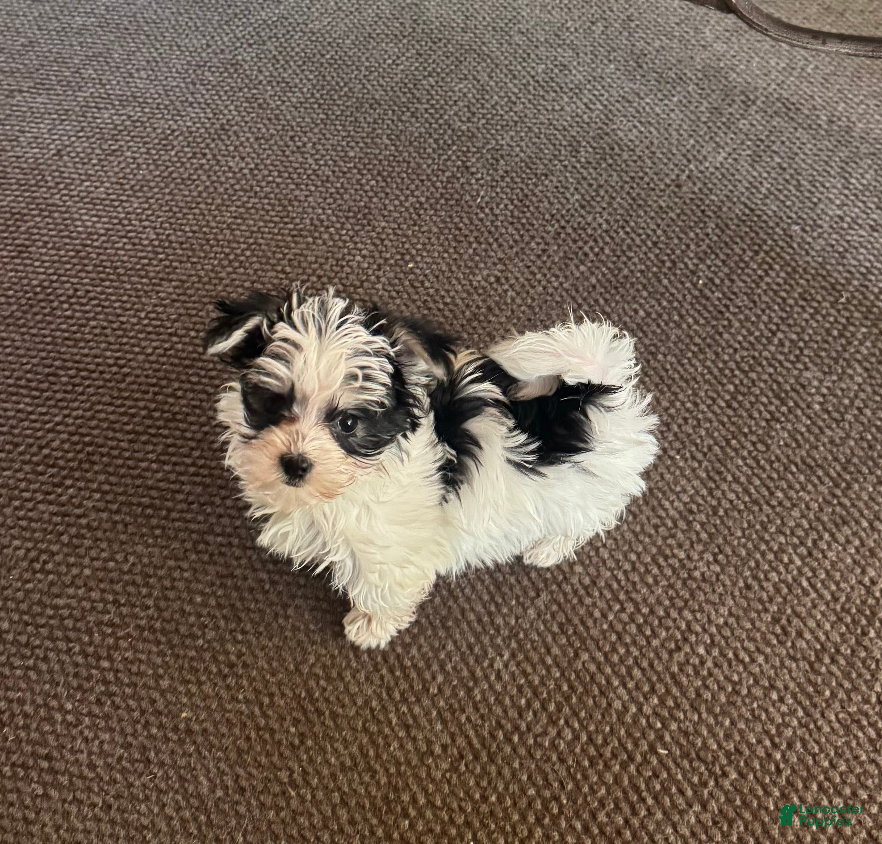 Morkie dogs Tiny male  - Ad 39