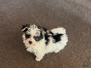 Morkie dogs Tiny male - Ad 19