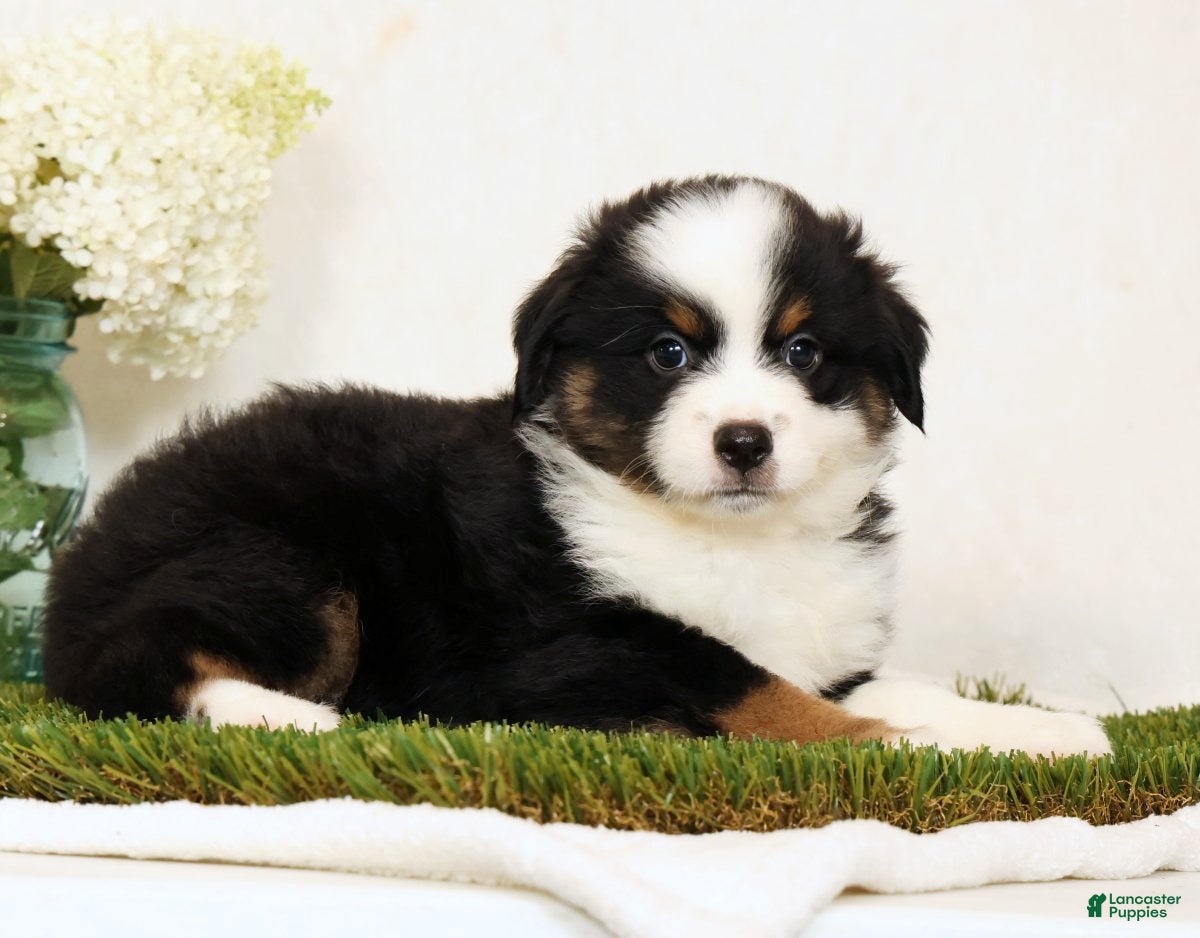 Miniature Australian Shepherd dogs Peter - Ad 2