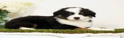 Miniature Australian Shepherd dogs for sale: Peter - Ad 2