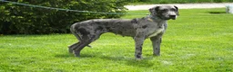 Great Dane dogs for sale: Great Dane Puppy 1 - Ad 5