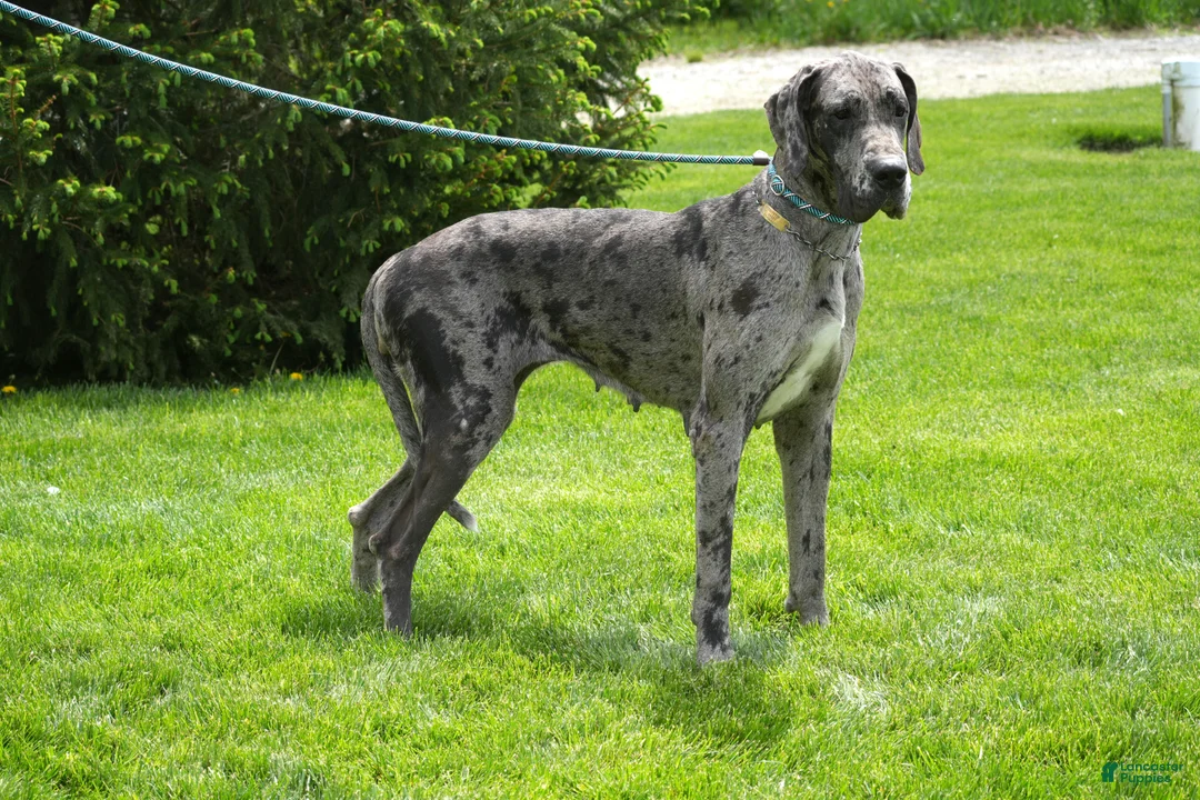 Great Dane dogs for sale: Great Dane Puppy 1 - Ad 5