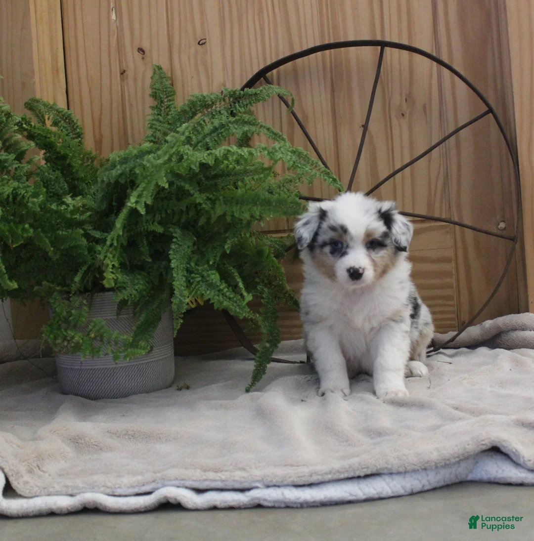 Australian Shepherd dogs for sale: Barney - Ad 1