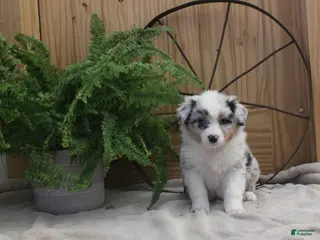 Australian Shepherd dogs Barney - Ad 23