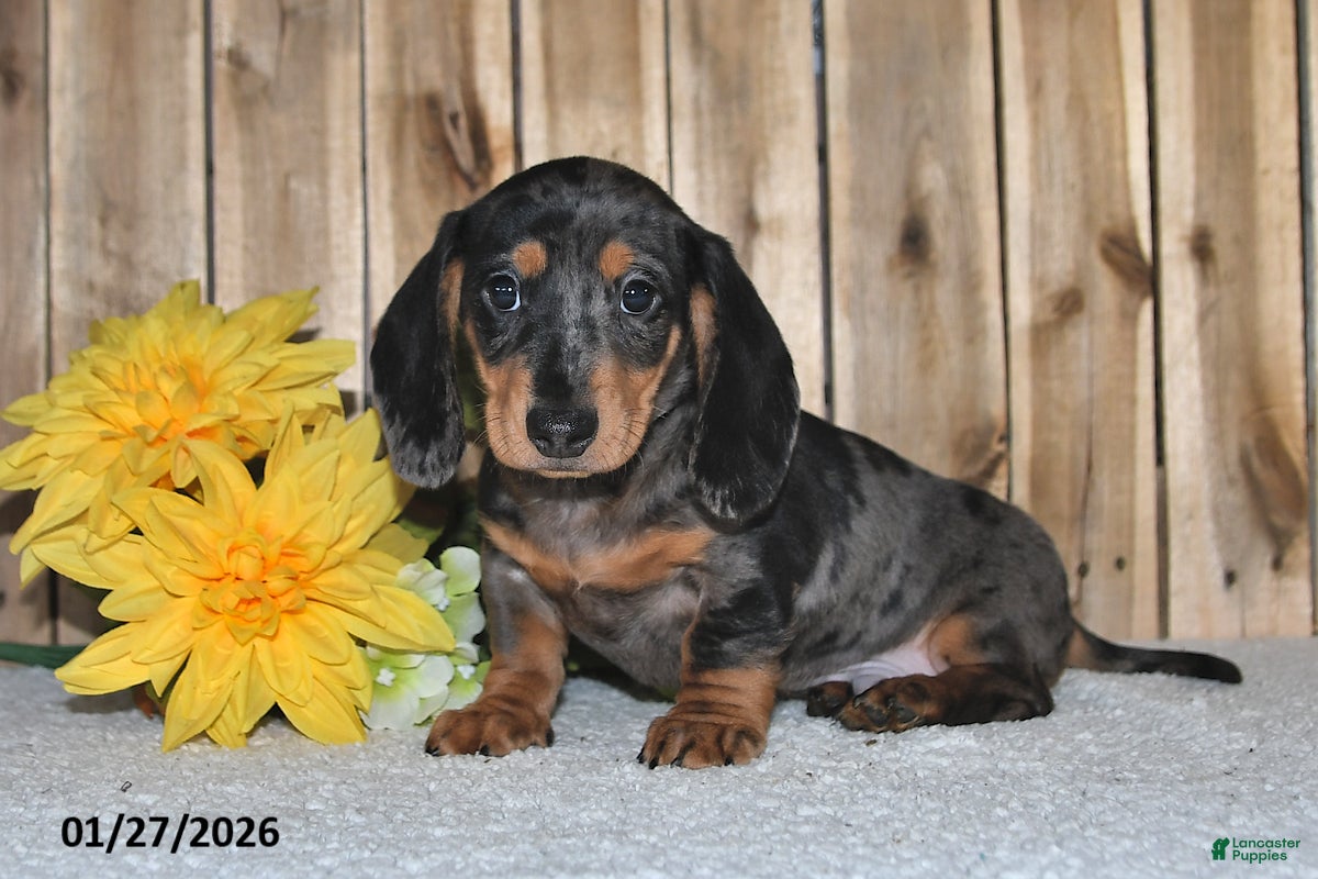 Miniature Dachshund dogs Walter - Ad 5