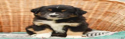 Miniature Australian Shepherd dogs for sale: Murphy - Ad 3