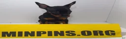 Miniature Pinscher dogs for sale: Draco - Ad 3