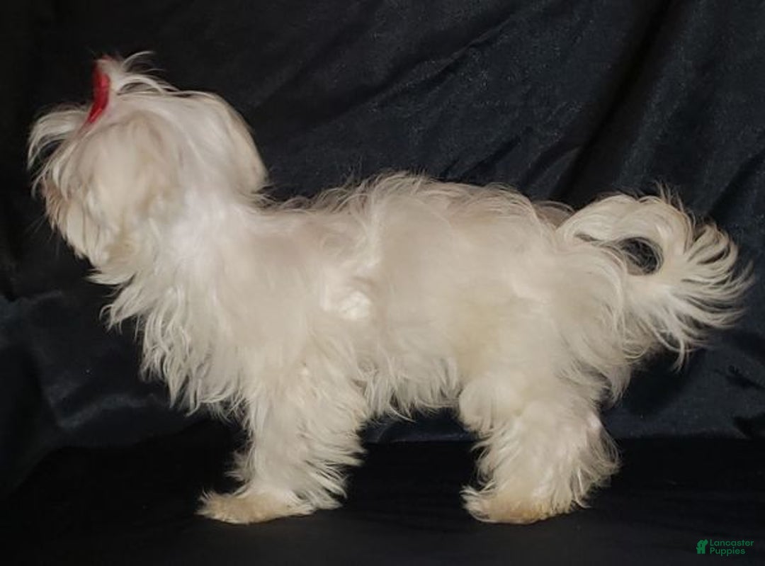 Maltese dogs for sale: Maltese Puppy 3 - Ad 3