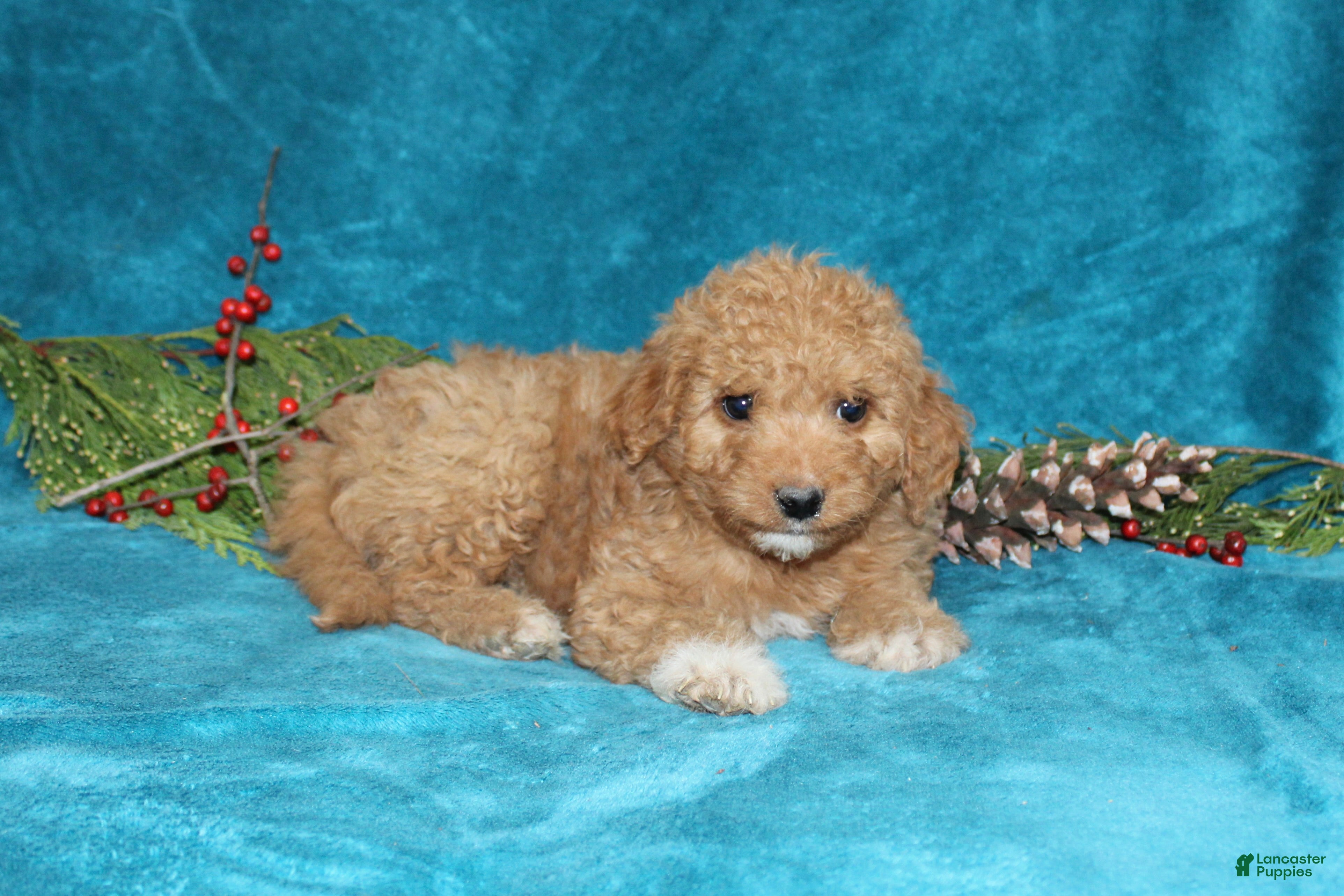 Mini Goldendoodle dogs Crystal - Ad 40