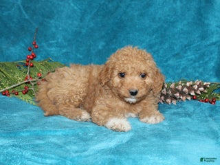 Mini Goldendoodle dogs Crystal - Ad 40
