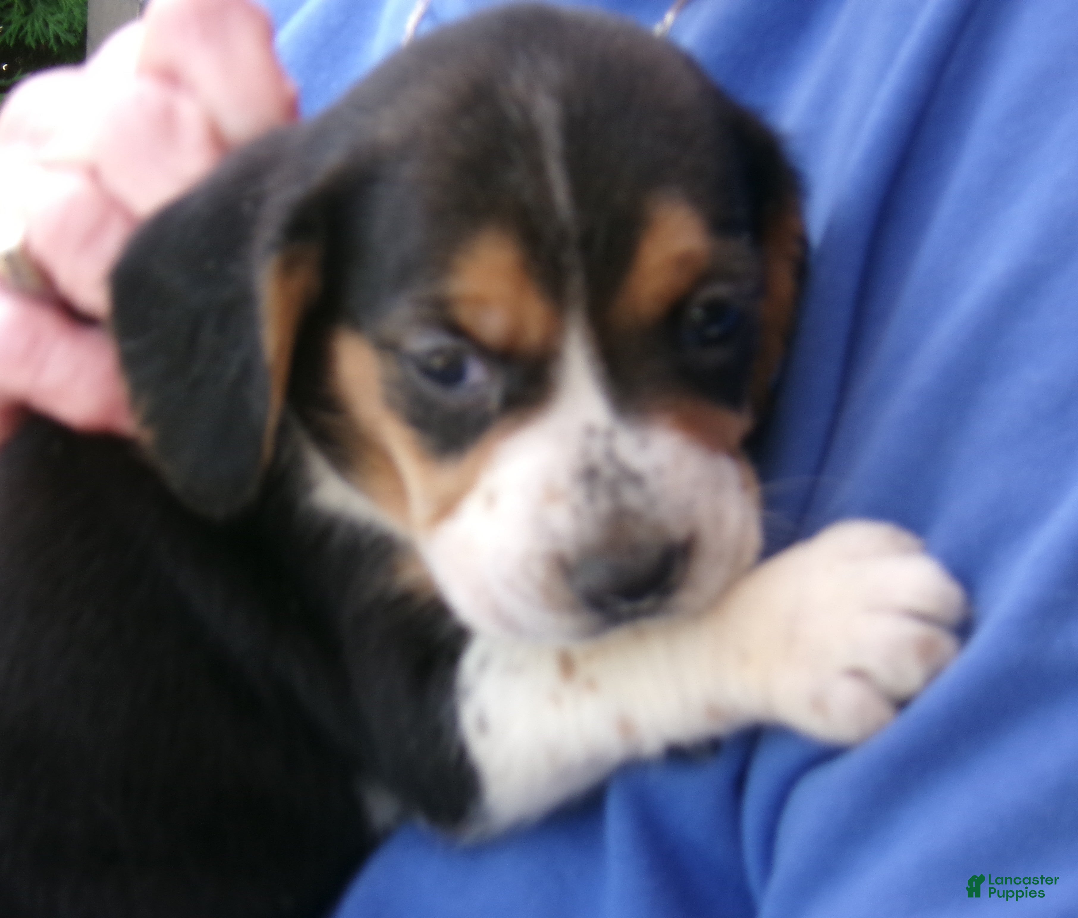 Beagle dogs Beagle 2 - Ad 2
