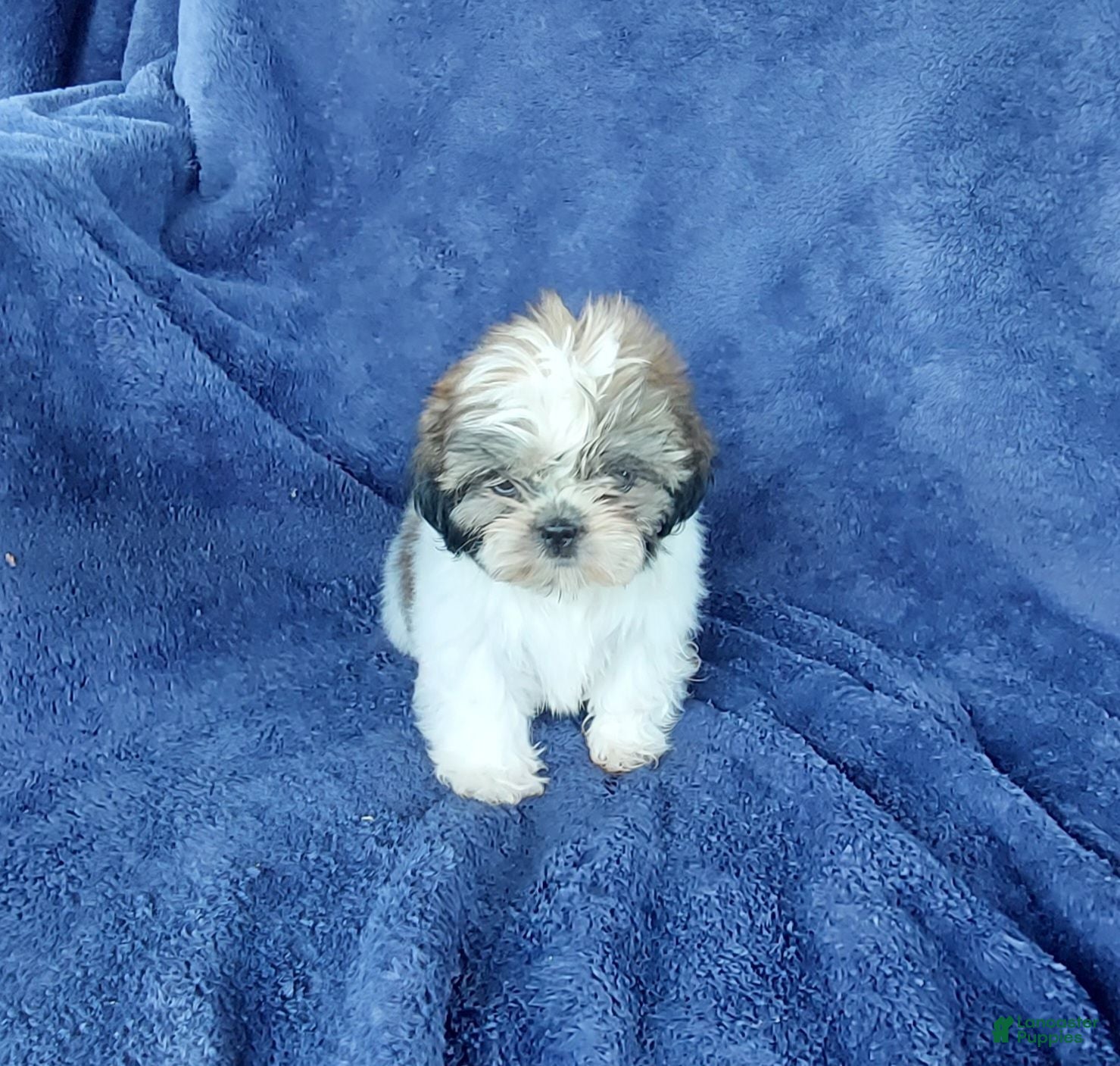 Shih Tzu dogs Willy - Ad 2