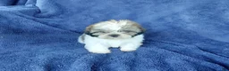 Shih Tzu dogs for sale: Willy - Ad 2