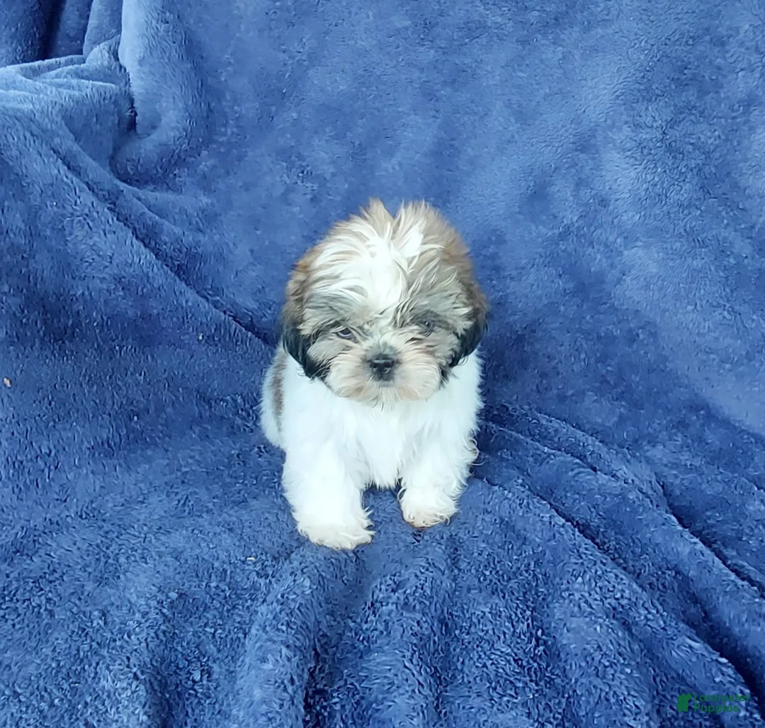 Shih Tzu dogs for sale: Willy - Ad 2