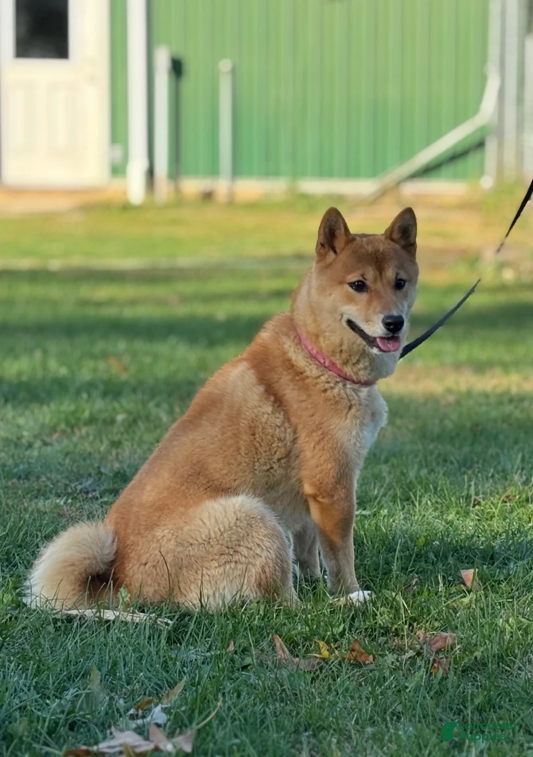 Shiba Inu dogs for sale: Keisha - Ad 7