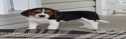 Beagle dogs for sale: Remi - Ad 10