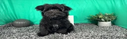 Morkie dogs for sale: Morkie 1 - Ad 9