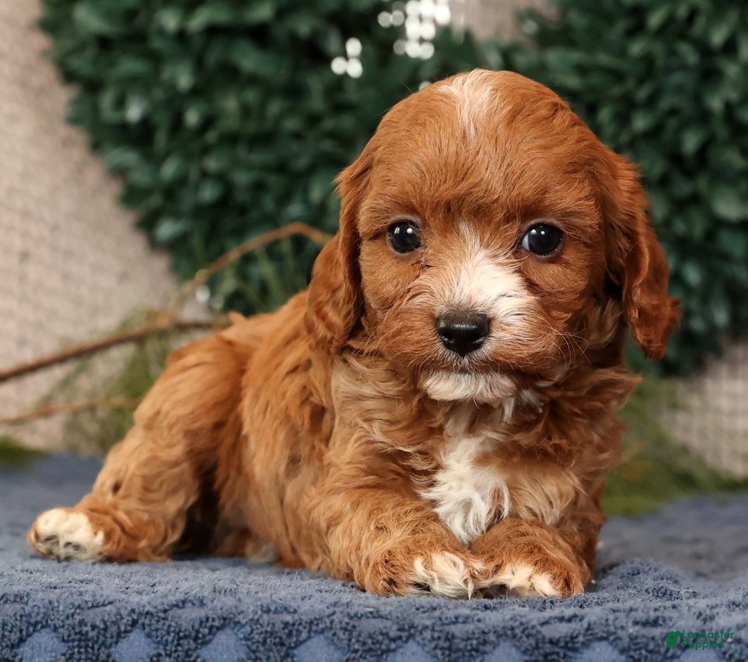 Cavapoo dogs for sale: Lucas - Ad 1