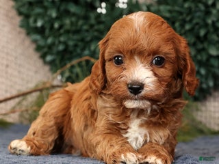 Cavapoo dogs Lucas - Ad 6