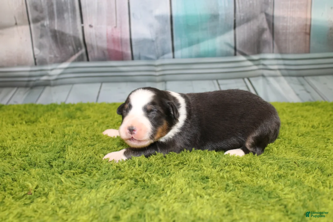 Australian Shepherd dogs for sale: Australian Shepherd Puppy 4 - Ad 2