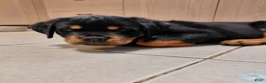 Rottweiler Puppy 3