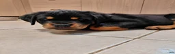 Rottweiler dogs for sale: Rottweiler Puppy 3 - Ad 1