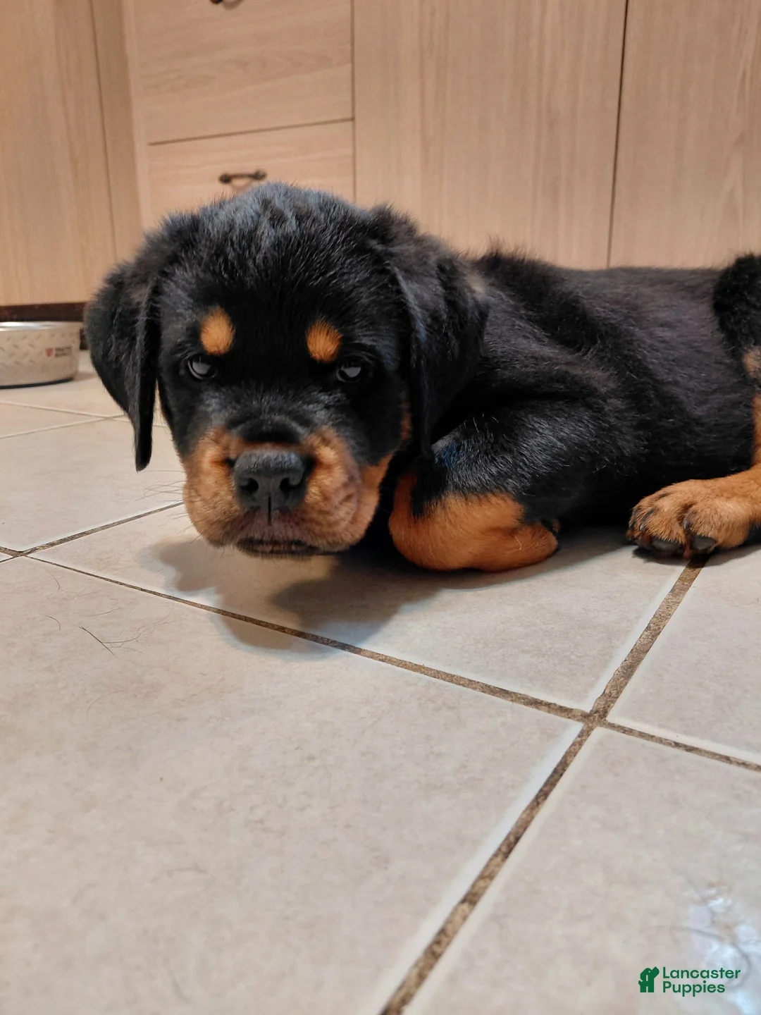 Rottweiler dogs for sale: Rottweiler Puppy 3 - Ad 1