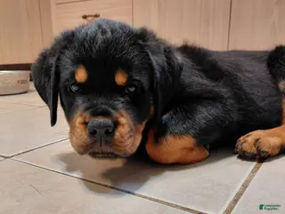 Rottweiler dogs Rottweiler Puppy 3 - Ad 11