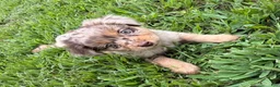 Miniature Australian Shepherd dogs for sale: Miniature Australian Shepherd 5 - Ad 3