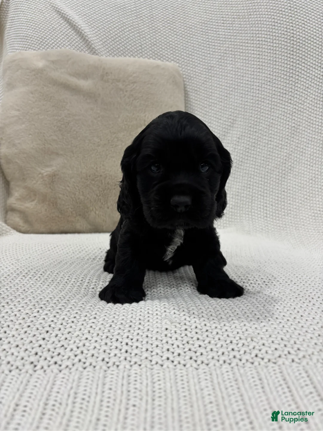 Cocker Spaniel dogs for sale: Cooper - Ad 5