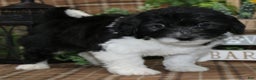 Sheepadoodle dogs for sale: Hudson - Ad 1