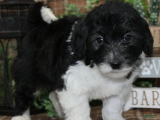 Sheepadoodle dogs Hudson - Ad 6