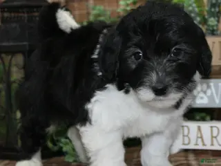 Sheepadoodle dogs Hudson - Ad 10