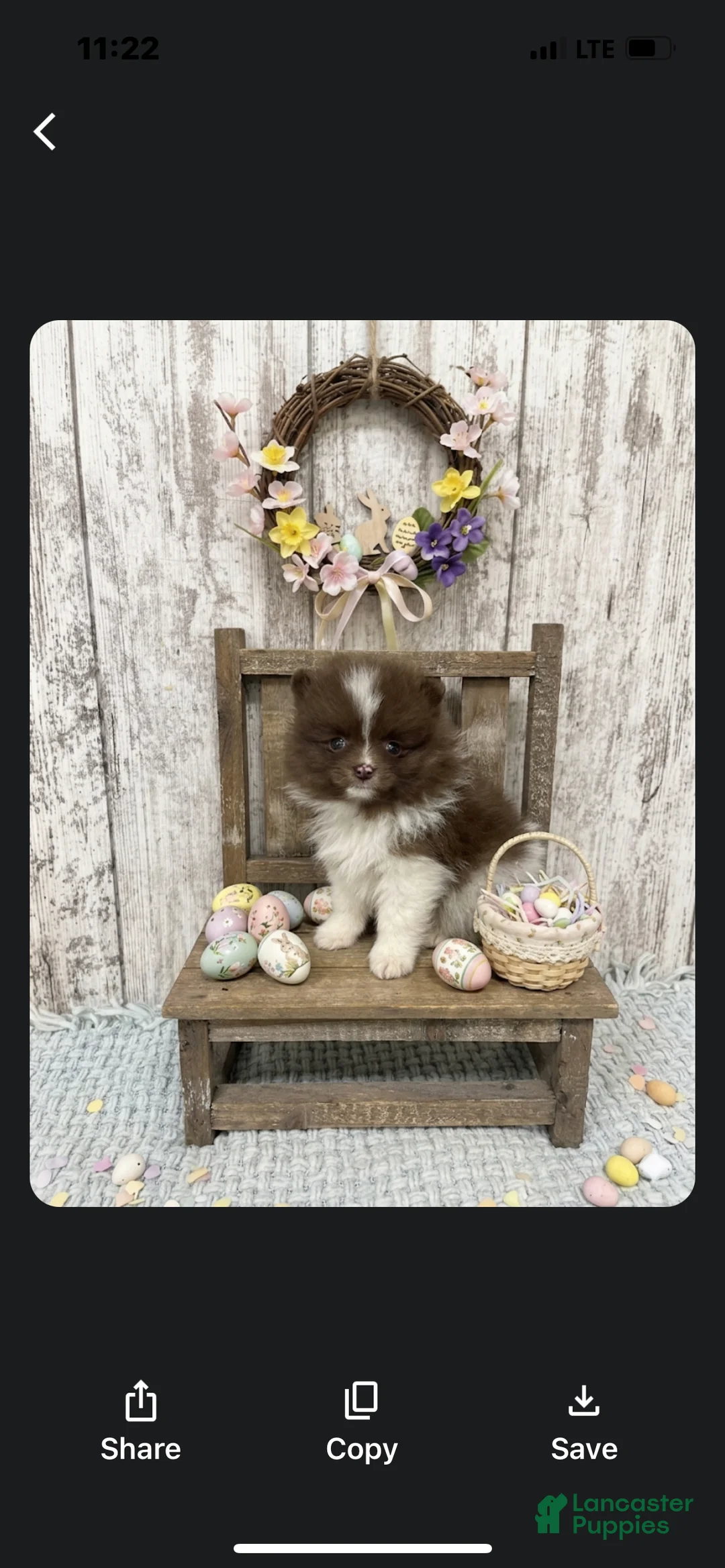 Pomeranian dogs for sale: Pomeranian Puppy 2 - Ad 1
