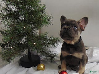 French Bulldog dogs Toby - Ad 37