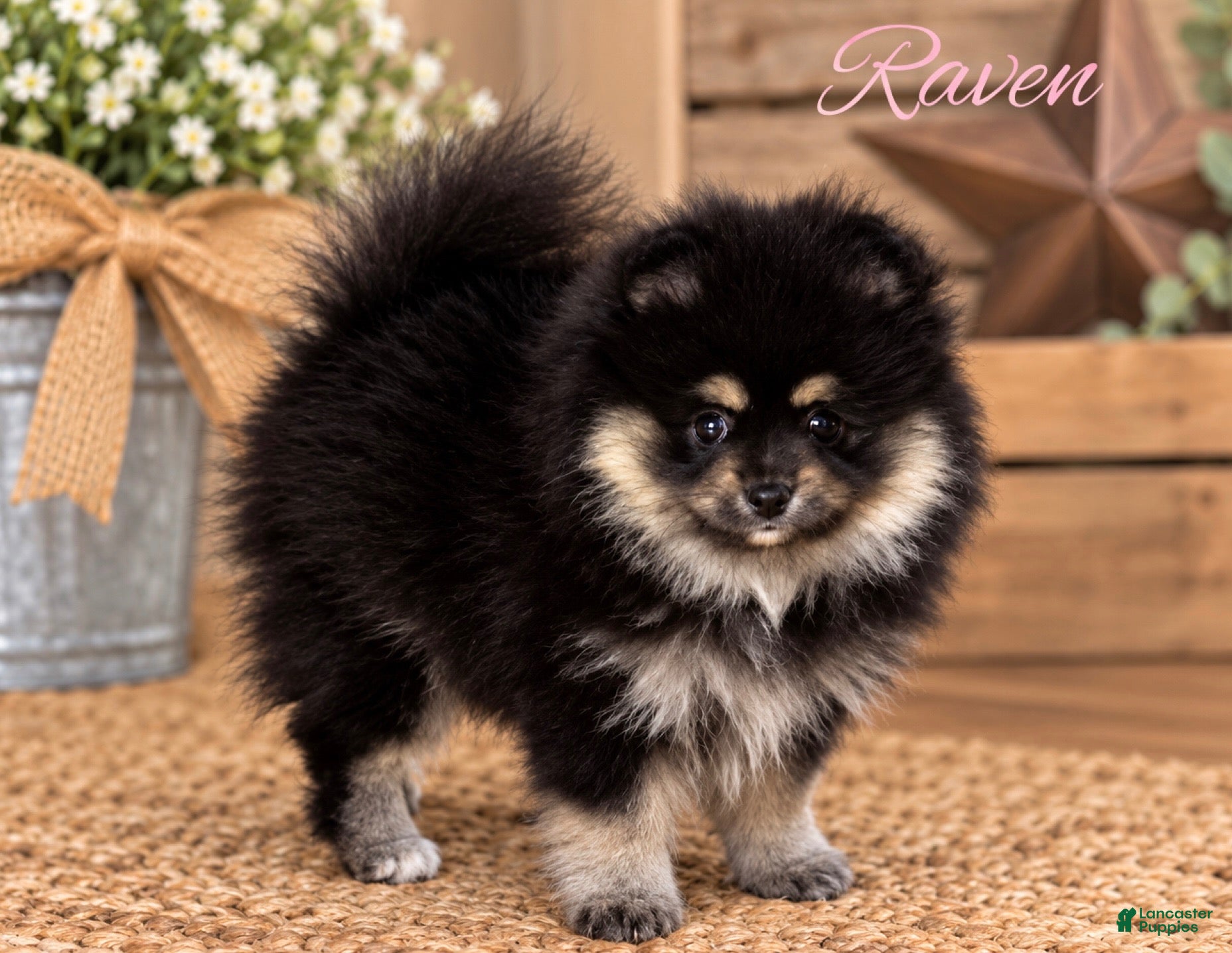 Pomeranian dogs for sale: Pomeranian 2 - Ad 2